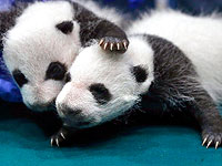 Во Франции гигантская панда родила двух детенышей