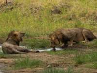 В Танзании львы напали на детей, три ребенка погибли