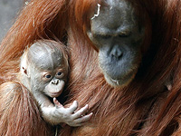 Работники "Сафари" назвали малыша орангутана в честь Олимпиады