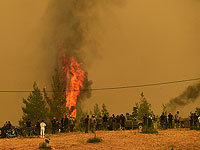 "Бедствие невиданного масштаба": пожар в Греции уничтожил 263000 гектаров леса. 9 августа 2021 года