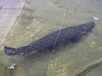 В торговом центре в районе Шфелы обнаружена рыба-аллигатор