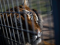 В зоопарке Вашингтона заразились COVID-19 львы и тигры