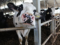Минсельхоз повысил закупочные цены на молоко на 1,47 агоры за литр