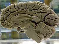 Ученые нашли вероятную причину почти всех неврологических заболеваний