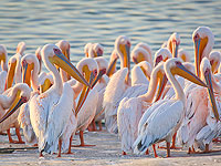 Тысячи розовых пеликанов набираются сил в Израиле. Фоторепортаж