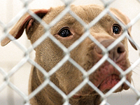 Убийцу щенка приговорили в США к десяти годам тюрьмы (иллюстрация)