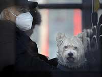 В Великобритании зарегистрирован первый случай заражения собаки коронавирусом от своего хозяина