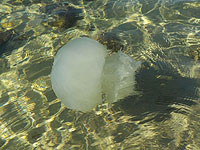 Около средиземноморского побережья Израиля замечены "жгучие" медузы