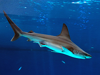 "Зеленые" требуют защитить от людей акул, "зимующих" возле Хадеры