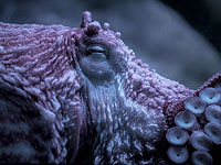 Великобритания признает крабов и осьминогов разумными животными: они чувствуют боль