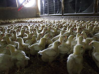 На птицеферме в региональном совете Беэр-Тувия выявлен "птичий грипп"