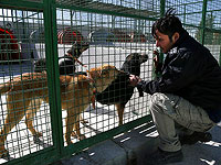 Иранские депутаты предлагают запретить домашних животных