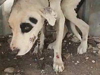 Полиция спасла в Сегев-Шалом собаку, которую держали на свалке
