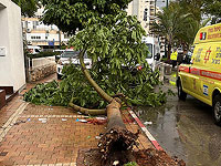 В Нетании на мужчину рухнуло дерево, пострадавший в тяжелом состоянии
