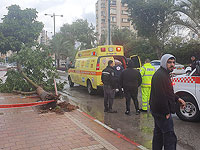 Буря "Кармель" пришла в Израиль: в Нетании рухнувшим деревом тяжело ранен мужчина
