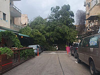 В Хайфе рухнуло дерево, о пострадавших не  сообщается
