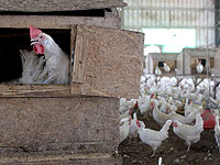 Птичий грипп: минсельхоз распорядился экстренно импортировать 100 миллионов яиц для предотвращения дефицита