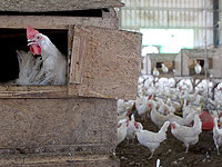 Около пяти с половиной тысяч кур в Эмек-Изреэль заразились птичьим гриппом
