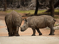 Пятилетний носорог, проживающий в рамат-ганском "Сафари", выздоравливает после операции