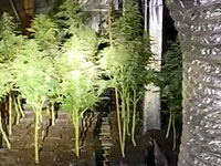В Лакии полицейские обнаружили подземную "теплицу" для выращивания каннабиса
