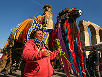 Состязания верблюдов в Турции: конкурс красоты и бои за самок. Фоторепортаж