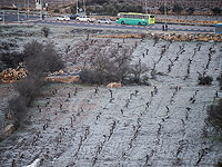 Заморозки в Израиле: в Гуш-Эционе побелели поля