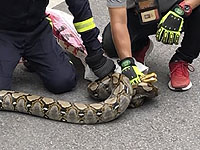 Житель штата Мэриленд, в доме которого жили более 120 змей, найден мертвым