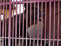 В Ташкентском зоопарке женщина бросила свою трехлетнюю дочь в вольер к медведю