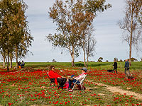 Весеннее цветение анемонов в Израиле. Фоторепортаж
