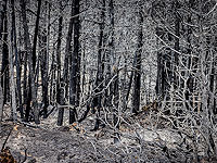 Правительство выделило 155 млн шекелей на предотвращение лесных пожаров