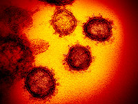 Штамм коронавируса BA2 в полтора раза заразнее "омикрона"