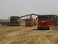 Россия приостановила экспорт зерновых и сахара