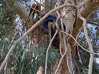 Палестинца, угонявшего машины из Беэр-Шевы и Арада, полицейским пришлось снимать с дерева