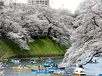 Цветение сакуры, как главное волшебство японской весны. Фоторепортаж