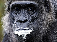 Старейшей горилле в мире исполнилось 65 лет