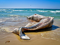 На побережье Яффо морем выброшено тело кита