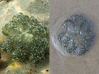 Медуза Cassiopea andromeda. Бат-Ям, 18.06.2022