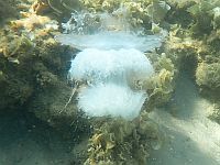 "Сезон медуз" на израильском побережье Средиземного моря продолжается: при купании следует соблюдать осторожность