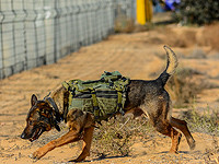 Палестинцы сообщили о "взятии в плен" собаки пограничников. МАГАВ это опроверг