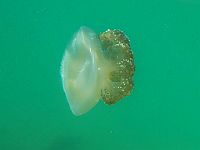 Медуза Cassiopea andromeda в районе Бат-Яма