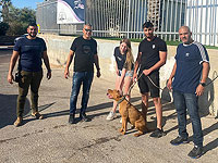 Возвращение Зевса: полиция вернула хозяевам украденного у них щенка