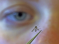 В Эйлате и Араве обнаружены комары-разносчики вируса западно-нильской лихорадки
