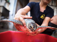 Специалисты: не пытайтесь самостоятельно освободить морскую черепаху, запутавшуюся в пластике