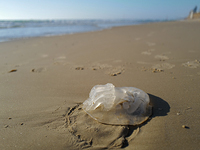 Концентрация медуз на израильском побережье Средиземного моря сокращается, но при купании следует соблюдать осторожность
