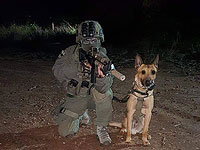 Погибший служебный пес Зили спецназа ЯМАМ