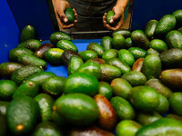 В Израиле разработана технология, которая позволит увеличить площадь плантаций авокадо в мире