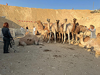 Полиция передала Управлению парков 18 "бездомных" верблюдов, обнаруженных в Негеве