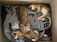 В домашнем зоопарке в секторе Газы родились три львенка
