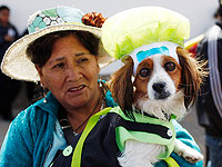 "Любовь – это четвероногий мир": день Святого Роха, покровителя собак. Фоторепортаж из Боливии