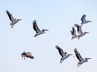 Первые признаки осени в небе над Израилем: началась миграция пеликанов